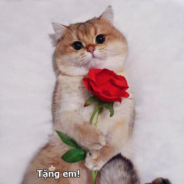 Meme mèo tặng hoa hồng siêu lãng mạn