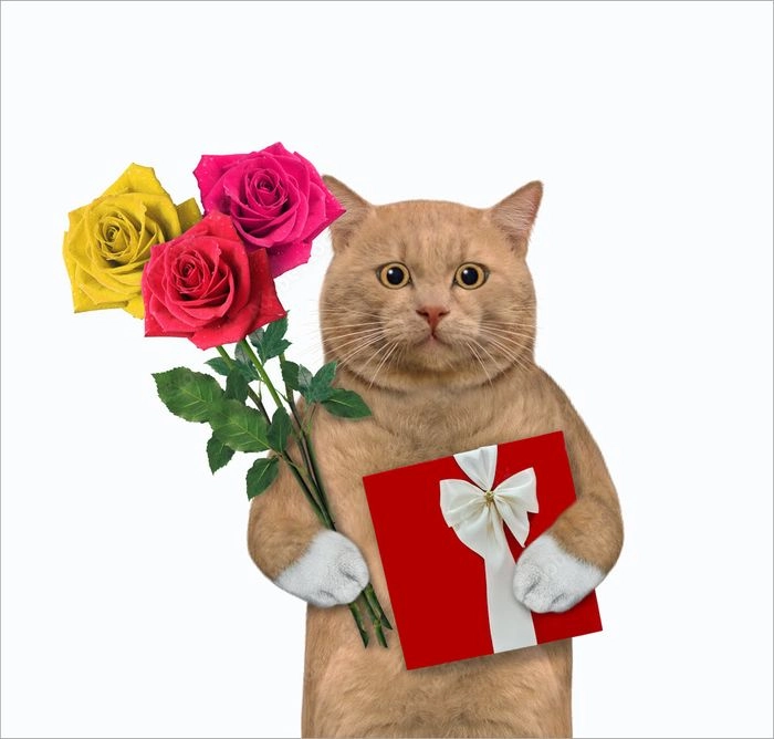 Ảnh meme con mèo tặng hoa cực xịn sò