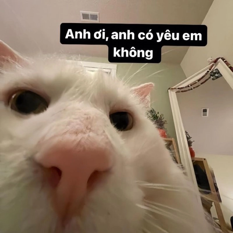 Tình yêu meme thể hiện cảm xúc chân thành