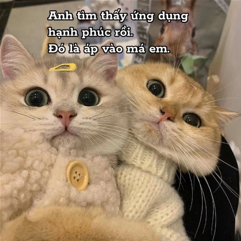 Ảnh meme về tình yêu dành cho những trái tim rung động