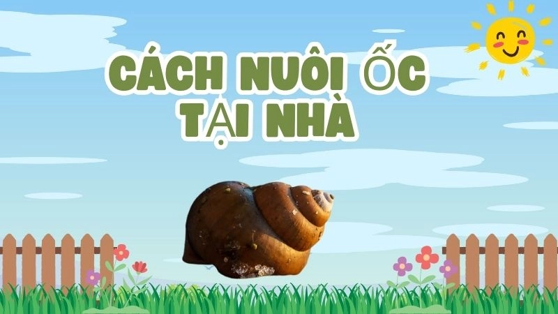 Chọn giống ốc nào dễ nuôi nhất tại nhà hiện nay?
