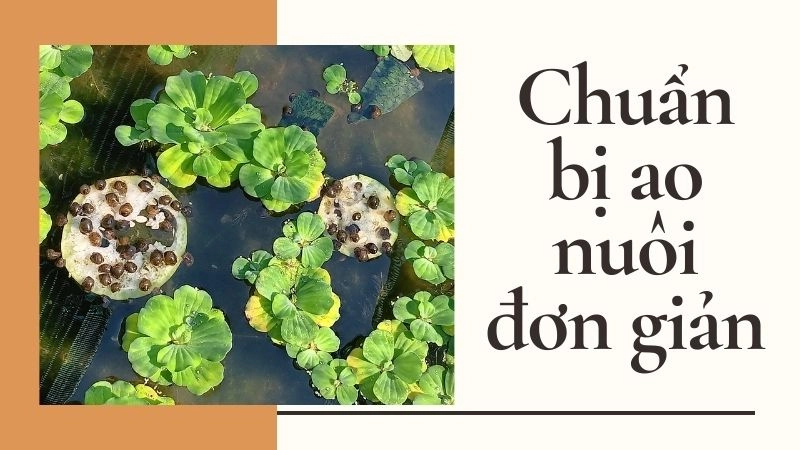 Chuẩn bị ao nuôi đơn giản chỉ 200 nghìn cũng xong