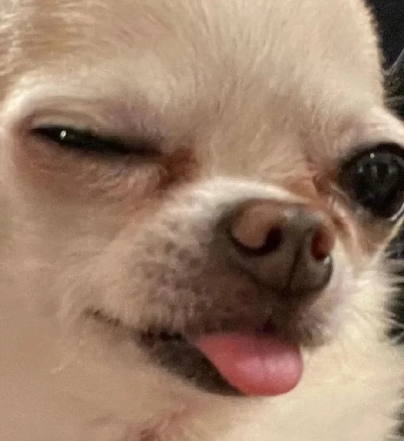 Phiên bản vui nhộn của chiwawa meme đang hot trên mạng
