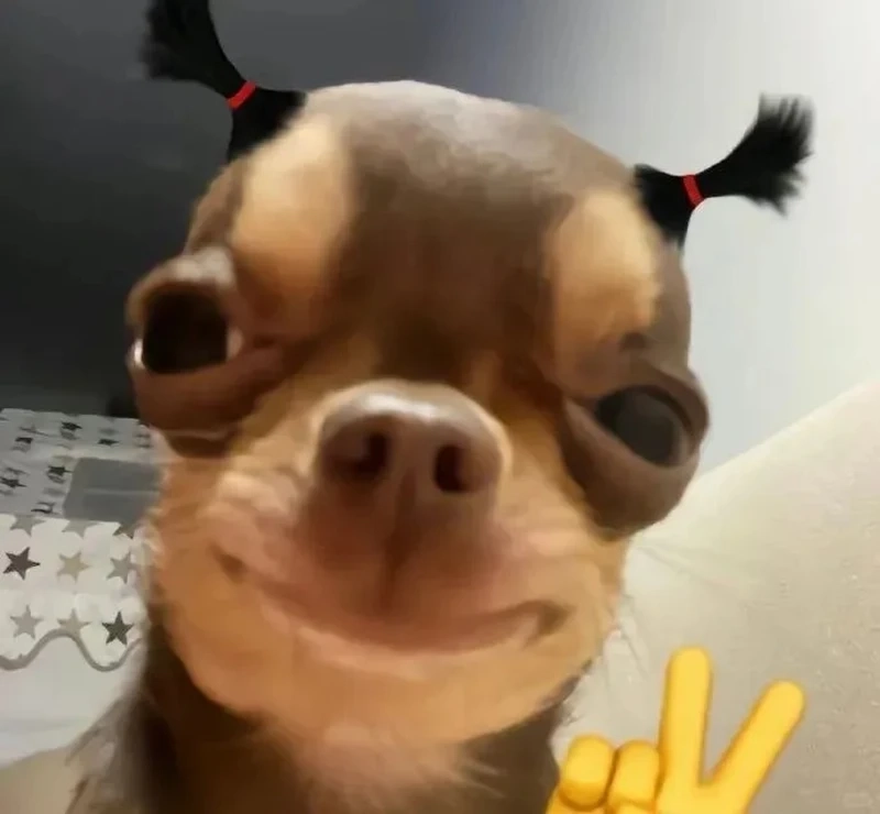 Cười nghiêng ngả với meme chó chihuahua siêu lầy