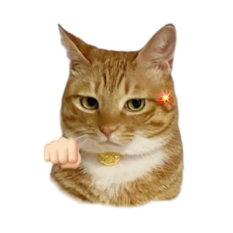 Bộ sưu tập ảnh mèo meme vô tri nhìn là cười không lối thoát