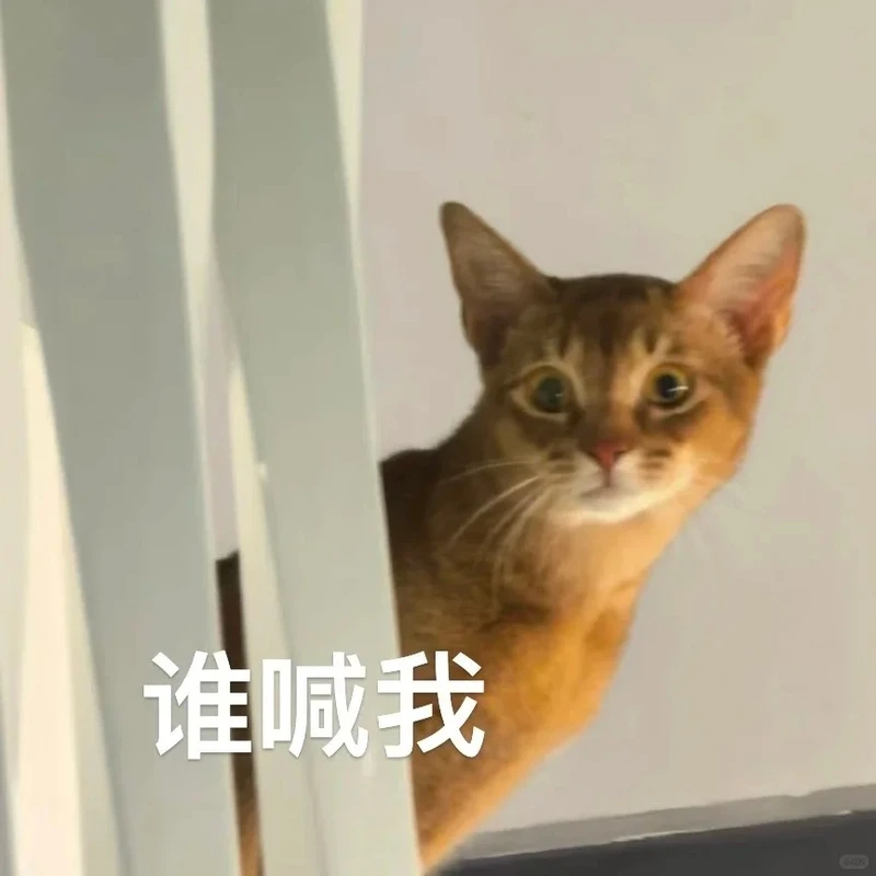 Tổng hợp avatar mèo vô tri meme dành cho hội mặt lạnh