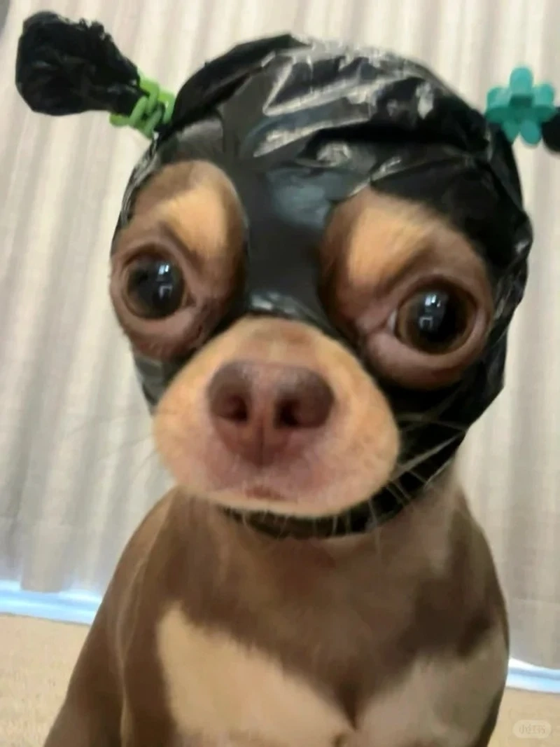 Những khoảnh khắc để đời của chó chihuahua meme