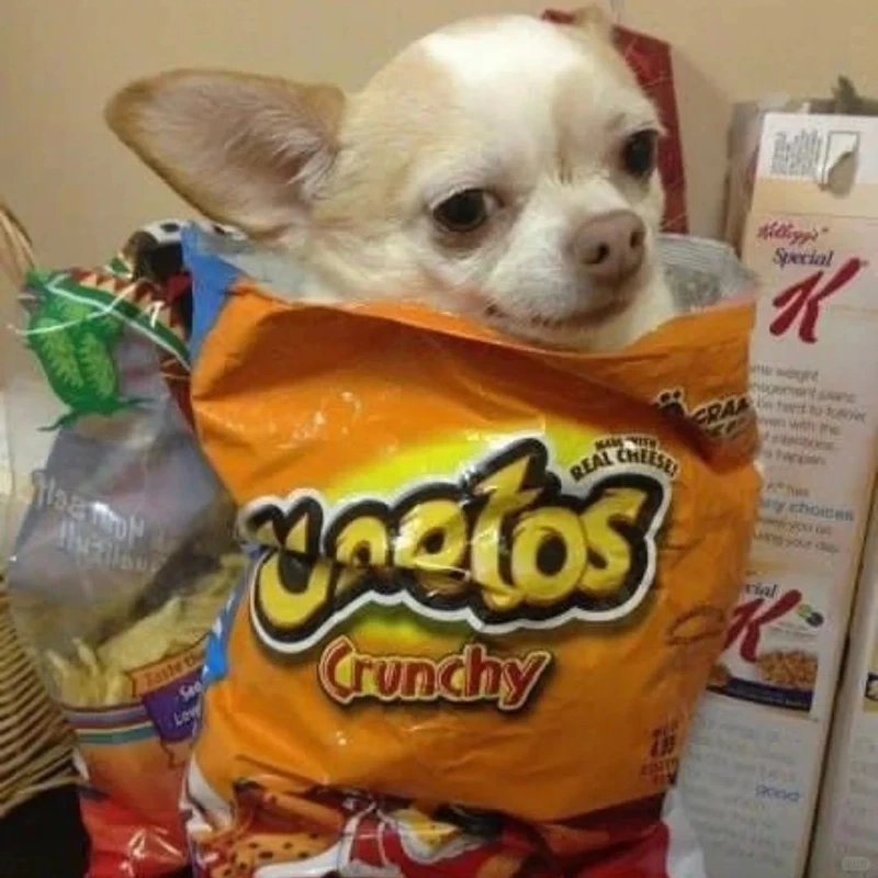 Bộ sưu tập dog meme chihuahua được chia sẻ nhiều nhất