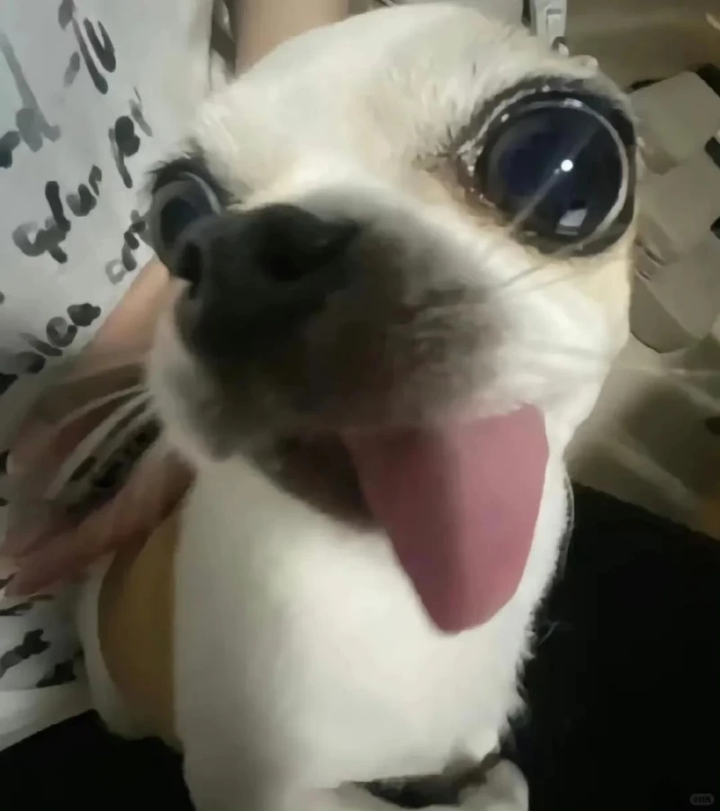 Câu nói bất hủ gắn liền với adios chihuahua meme