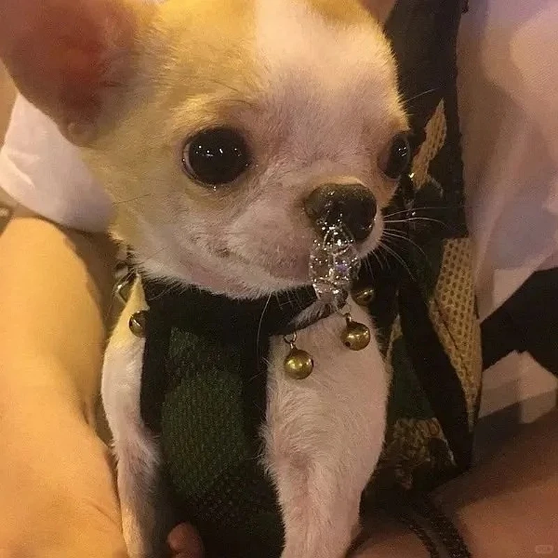 Ảnh động cực gắt của angry chihuahua meme gif