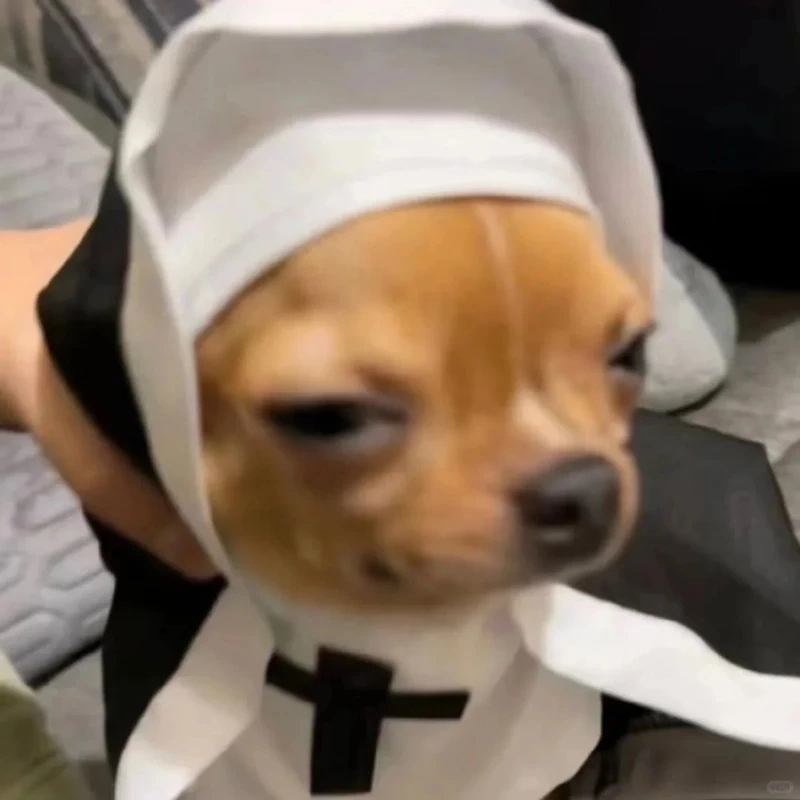 Tình huống ngượng ngùng trong awkward chihuahua meme