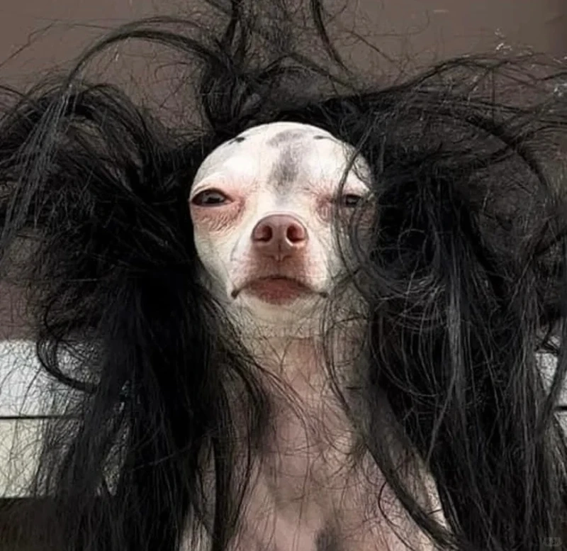 Tạo hình độc lạ trong chihuahua alien meme