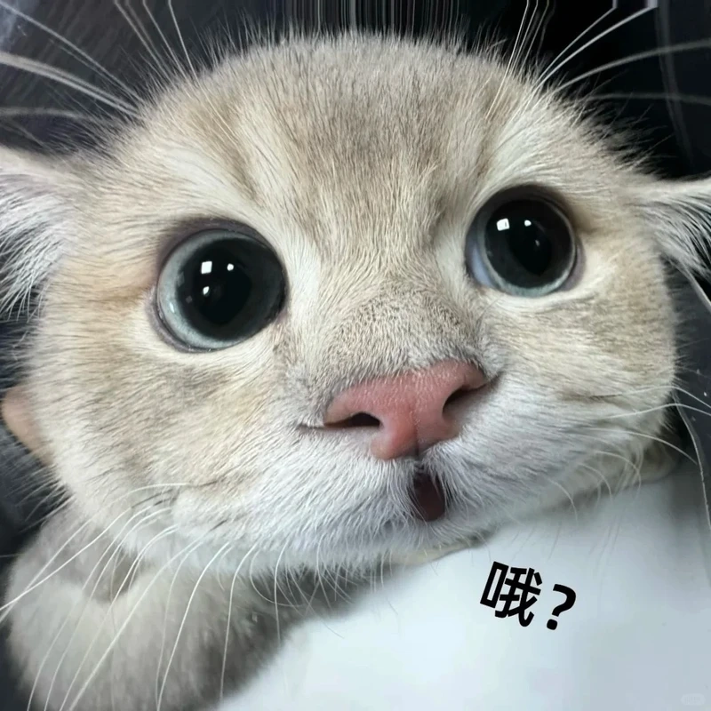 Loạt mèo meme vô tri nhìn là thấy chán đời thay