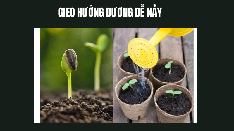 Cách gieo hạt hướng dương nảy mầm cao