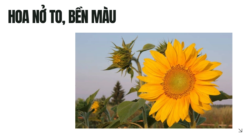 Bí quyết chăm sóc để hoa nở to, bền màu