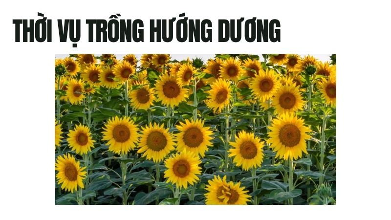 Hướng dẫn trồng hoa hướng dương đúng thời vụ