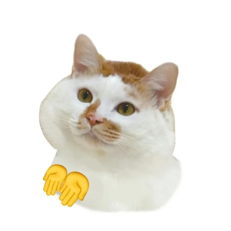 Chọn ngay avatar mèo meme vô tri cho profile cá tính