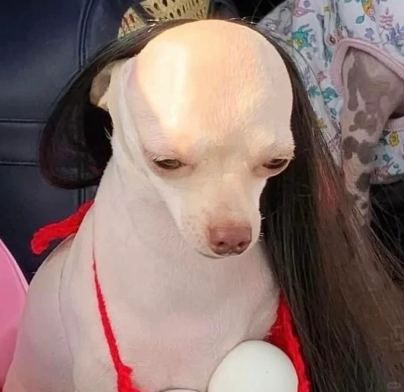 Chihuahua hóa thân trong chihuahua dressed up meme