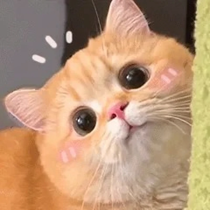 Loạt ảnh chế mèo vô tri meme sáng tạo không giới hạn