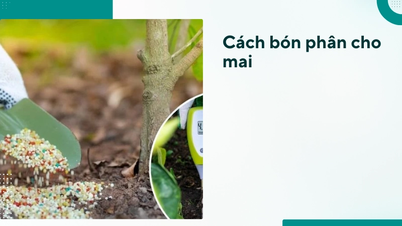 Công thức bón phân giúp mai vàng nụ to và lâu tàn